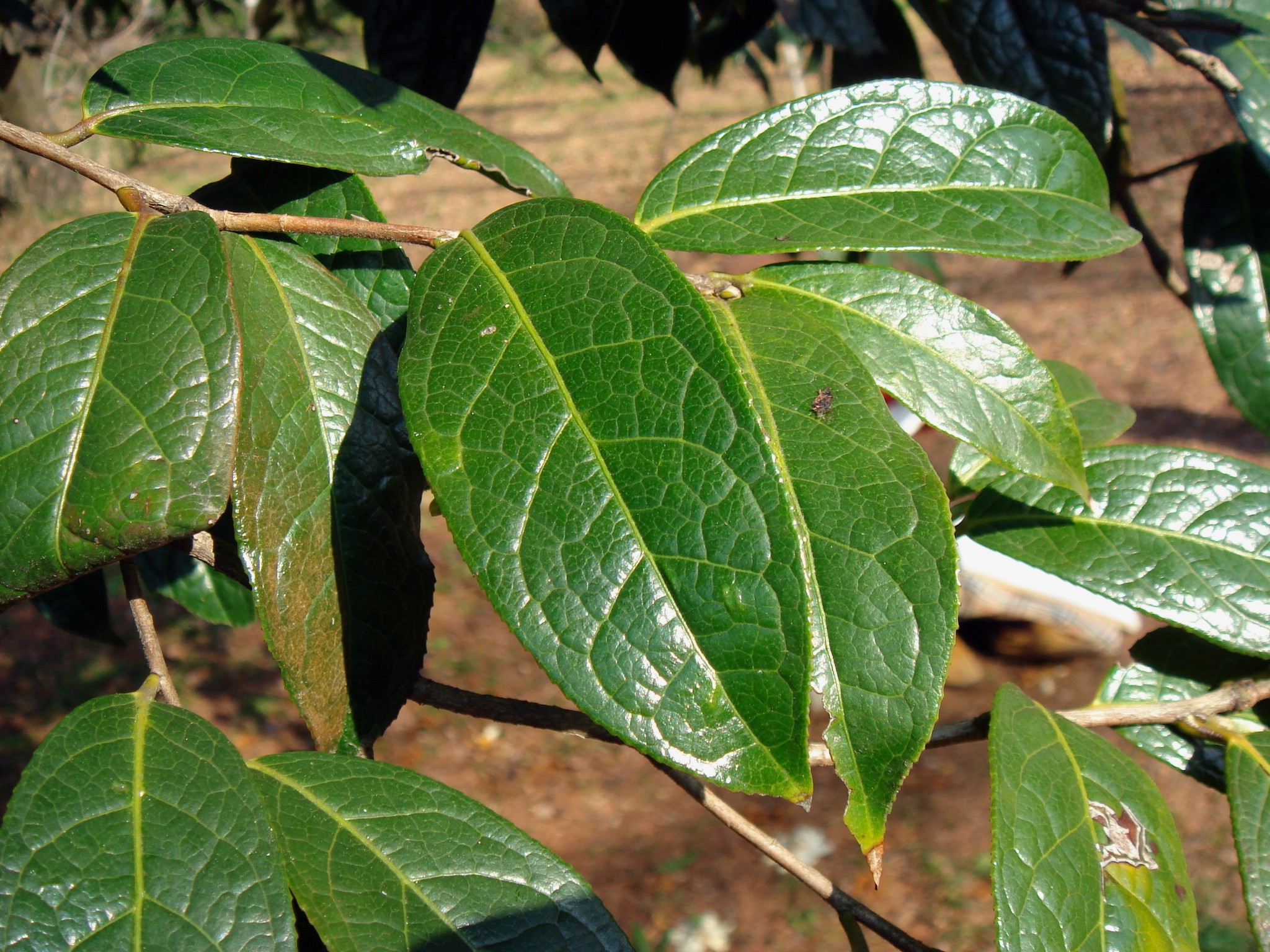 Camellia granthamiana Sealy